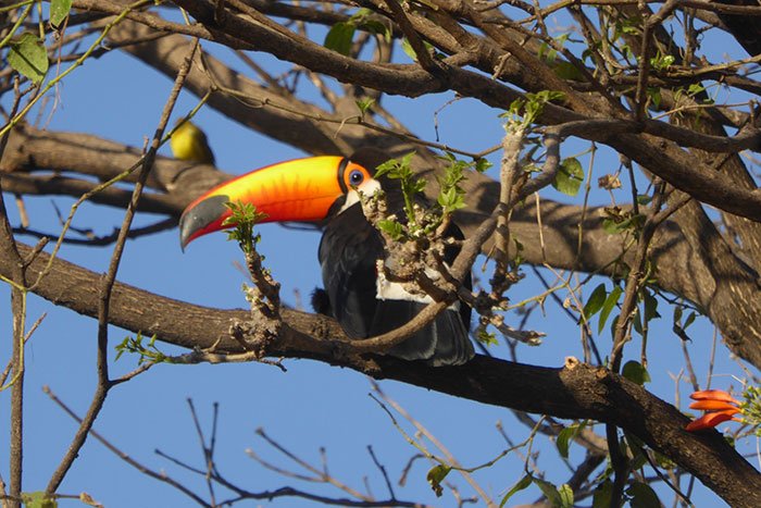 aves argentina