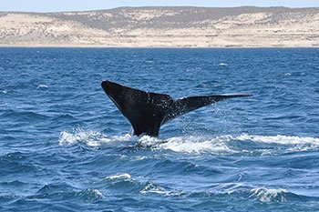 ballena franca austral