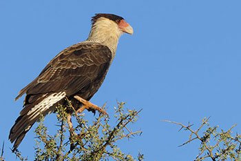 carancho aves argentina