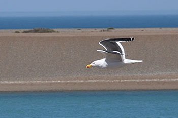 gaviota cocinera