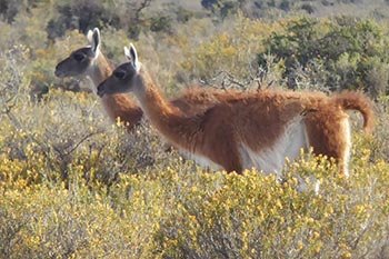 guanaco