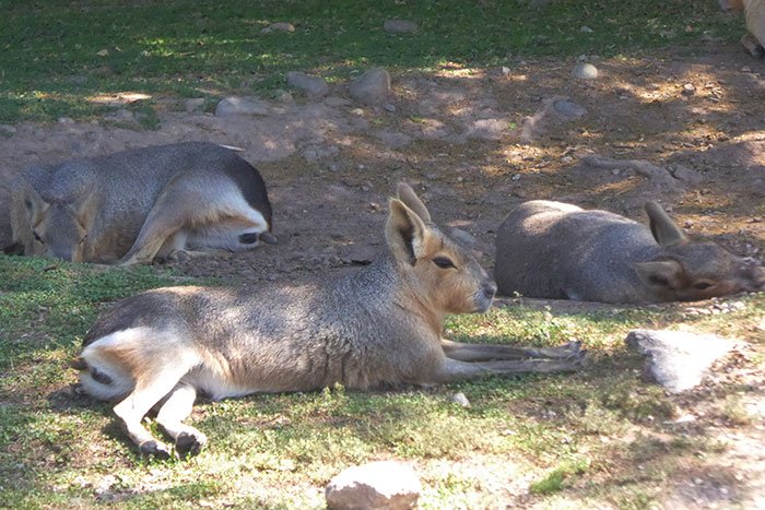 liebre patagonica mara