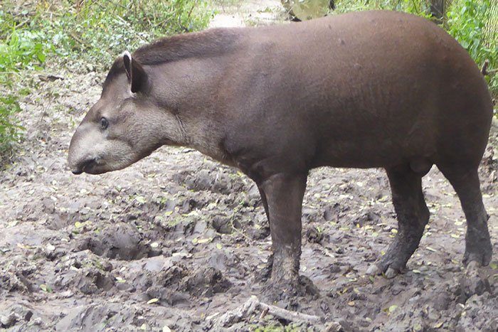 mamiferos argentina