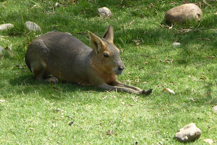 mara argentina