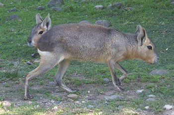 mara liebre patagonica