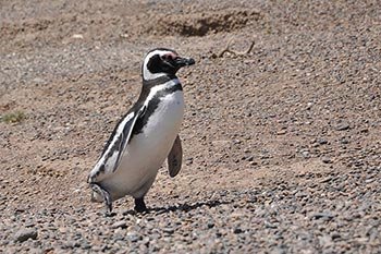 pinguino de magallanes