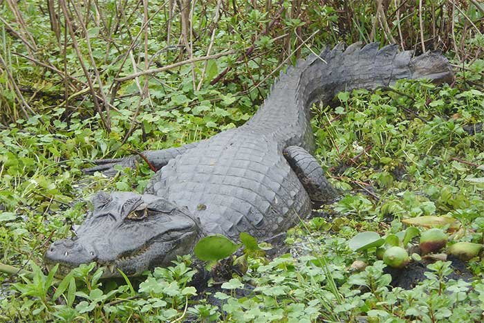 reptiles argentina