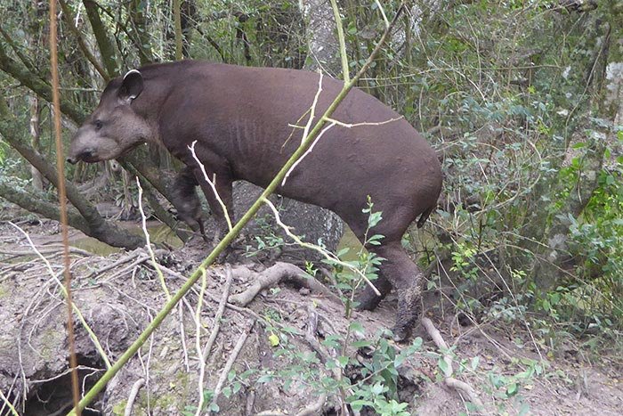 tapir ante argentina