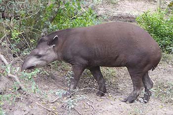 tapir