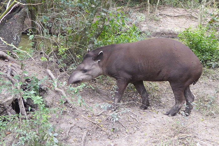 tapir