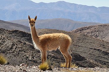 vicuña